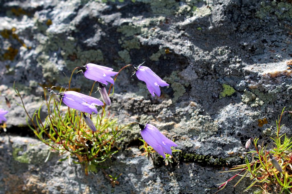 Campanula excisa / Campanula incisa